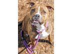 Adopt Tina- IN FOSTER a Brown/Chocolate Mixed Breed (Medium) / Mixed dog in