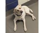 Adopt Fisher a White Great Pyrenees / Mixed dog in Dallas, TX (40013897)