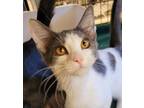 Adopt Octavia a White Domestic Shorthair / Domestic Shorthair / Mixed cat in