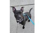 Adopt Flipper a Black - with White Pit Bull Terrier / Mixed dog in Millersville
