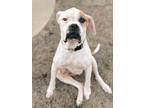 Adopt Jack a White Boxer / Mixed Breed (Medium) / Mixed (short coat) dog in El