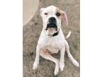 Adopt Jack a White Boxer / Mixed dog in El Reno, OK (40781527)