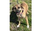 Adopt Sofie a Brown/Chocolate Black Mouth Cur / Mixed Breed (Medium) / Mixed