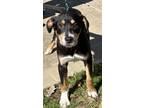 Adopt Brighton a Black Entlebucher / Mixed dog in Natchez, MS (40602000)