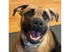 Adopt Navy Rae a Brown/Chocolate Labrador Retriever / Boxer / Mixed dog in