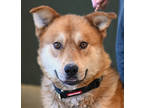 Adopt Sturgeon a Red/Golden/Orange/Chestnut Mixed Breed (Large) / Mixed dog in
