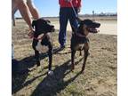 Adopt Ginger a Brown/Chocolate Catahoula Leopard Dog / Mixed dog in Larned