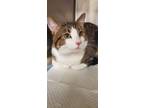 Adopt Lucky Charms a White Domestic Shorthair / Domestic Shorthair / Mixed cat