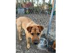 Adopt Love a Red/Golden/Orange/Chestnut Hound (Unknown Type) / Mixed Breed