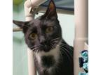 Adopt Rhett Butler a Domestic Mediumhair / Mixed (short coat) cat in LaBelle