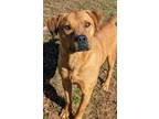 Adopt Jake a Red/Golden/Orange/Chestnut Mountain Cur / Hound (Unknown Type) /