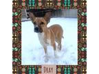 Adopt Dray a Cattle Dog / Great Pyrenees / Mixed dog in Littleton, CO (39135133)
