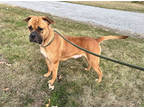 Adopt Tequila a Brown/Chocolate Bullmastiff / Boxer / Mixed (short coat) dog in