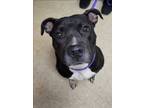Adopt Lady a Black American Pit Bull Terrier / Mixed Breed (Medium) / Mixed