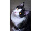 Adopt Sarah a All Black Domestic Shorthair / Domestic Shorthair / Mixed cat in