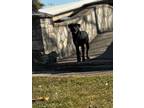 Adopt Savana a Black Labrador Retriever / American Pit Bull Terrier / Mixed dog