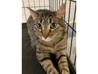 Adopt Dutch a Domestic Shorthair / Mixed (short coat) cat in Fond du Lac