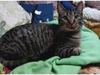 Adopt Dutch a Domestic Shorthair / Mixed (short coat) cat in Fond du Lac