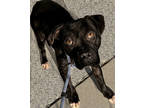 Adopt Ancelle a Black American Pit Bull Terrier / Mixed Breed (Medium) / Mixed