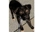 Adopt Ancelle a Black American Pit Bull Terrier / Mixed dog in Atlanta