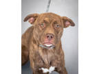Adopt Olive a Brown/Chocolate Mixed Breed (Large) / Mixed dog in Greenwood