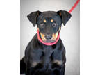 Adopt Nikki a Black Mixed Breed (Medium) / Mixed dog in Greenwood, SC (40665760)