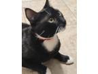 Adopt Sporty a All Black Domestic Shorthair / Domestic Shorthair / Mixed cat in