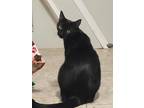 Adopt Posh a All Black Domestic Shorthair / Domestic Shorthair / Mixed cat in