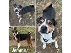 Adopt Jemma a Black Shar Pei / Mixed Breed (Medium) / Mixed (short coat) dog in