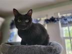 Adopt Bubbles a All Black Domestic Shorthair / Mixed (short coat) cat in Niles