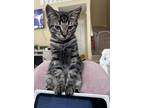 Adopt Phoenix Jr a Gray, Blue or Silver Tabby Tabby (short coat) cat in Gulf