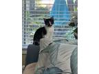 Adopt Moose a Black & White or Tuxedo Domestic Mediumhair (medium coat) cat in