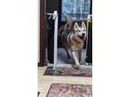 Adopt Koda a Husky dog in Portland, OR (40293567)