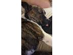 Adopt Coffee a Brindle - with White Staffordshire Bull Terrier / Mixed dog in