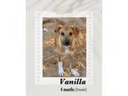 Adopt Vanilla a Brown/Chocolate - with White Labrador Retriever / Shepherd