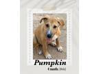 Adopt Pumpkin a Brown/Chocolate - with Black Labrador Retriever dog in