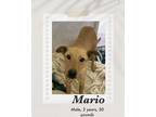 Adopt Mario a Carolina Dog dog in Lukeville, AZ (40765738)