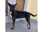 Adopt Flint a Black - with Gray or Silver Hound (Unknown Type) / Shepherd