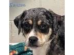 Adopt Benson a Black Terrier (Unknown Type, Medium) / Mixed dog in Newport