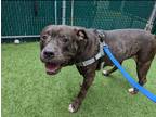 Adopt Gina a Black American Pit Bull Terrier / Mixed dog in Vassalboro
