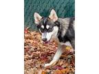 Adopt Willow a Pomeranian / Siberian Husky / Mixed dog in Matawan, NJ (39757292)