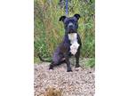 Adopt Ace (5996) a Black - with White Pit Bull Terrier / Mixed dog in Lake City