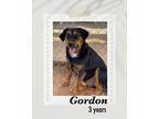 Adopt Gordon a Black - with Brown, Red, Golden, Orange or Chestnut Australian
