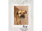 Adopt Ivy a Brown/Chocolate - with Black Black Mouth Cur dog in Lukeville