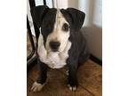 Adopt Chili a Black - with White American Pit Bull Terrier dog in Junction