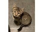 Adopt Rebecca a Brown Tabby Domestic Shorthair (short coat) cat in Watonga