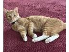 Adopt Atari a Orange or Red Tabby Domestic Shorthair (short coat) cat in