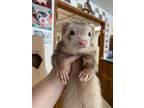 Adopt Mallow a Ferret small animal in Lyons, IL (40202753)
