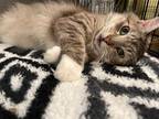 Adopt Sebastian a Tiger Striped Domestic Longhair (long coat) cat in Colmar