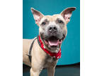 Adopt Maux a Tan/Yellow/Fawn Mixed Breed (Large) / Mixed dog in Atlanta